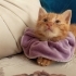 Balkabağı tatlısı fotoğraf