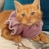 Balkabağı tatlısı fotoğraf