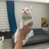 2 aylık kayısı sorumluluk sahibi ailesini arıyor fotoğraf