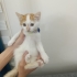 2 aylık kayısı sorumluluk sahibi ailesini arıyor fotoğraf