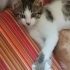 Çok çok güzel iyi huylu sevimli bir oğlan. 2.5 aylık daha fotoğraf