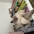 Sevimli British shorthair bluepoint kedimizi sahiplendirmek istiyorum fotoğraf