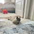 Sevimli British shorthair bluepoint kedimizi sahiplendirmek istiyorum fotoğraf