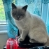 Sevimli British shorthair bluepoint kedimizi sahiplendirmek istiyorum fotoğraf