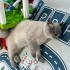 Sevimli British shorthair bluepoint kedimizi sahiplendirmek istiyorum fotoğraf