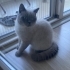 Sevimli British shorthair bluepoint kedimizi sahiplendirmek istiyorum fotoğraf