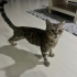 3 bacaklı cins kedi acil yuva fotoğraf
