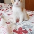 2 Aylık Oyuncu Sıcakkanlı Sarman fotoğraf