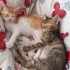 2 Aylık Sakin Huylu Sıcakkanlı Bebek fotoğraf