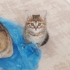 2 Aylık Sakin Huylu Sıcakkanlı Bebek fotoğraf