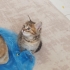 2 Aylık Sakin Huylu Sıcakkanlı Bebek fotoğraf