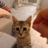 3 Aylık Oyuncu Akıllı Sıcakkanlı Bebek Aşıları Tam fotoğraf