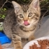 Hokka burunlu, zeytin yeşili, güzel Tekirsu fotoğraf