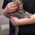 Hokka burunlu, zeytin yeşili, güzel Tekirsu fotoğraf