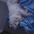 Samoyed 3 yaşında erkek fotoğraf