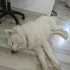 Samoyed 3 yaşında erkek fotoğraf
