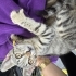 Kırma kedi yavru bursa gürsu fotoğraf