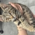 Kırma kedi yavru bursa gürsu fotoğraf