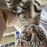 Kırma kedi yavru bursa gürsu fotoğraf