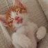 Sarman Yavru Kedi fotoğraf