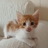 Sarman Yavru Kedi fotoğraf