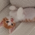 Sarman Yavru Kedi fotoğraf
