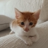 Sarman Yavru Kedi fotoğraf
