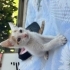 🐾 ACİL YUVA ARANIYOR 🐾  Yolda bulduğum bu minik yavru, ölümün eşiğindeyken ver fotoğraf