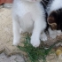 Acil yuva Karasu fotoğraf