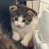Kırık kulak minik fotoğraf
