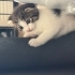 Kırık kulak minik fotoğraf