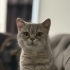 Dünyalar güzeli asaletli bir kedi bırakıyorum ilana fotoğraf