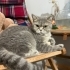 Dünyalar güzeli asaletli bir kedi bırakıyorum ilana fotoğraf