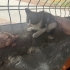 Smokin kedi araba motorundan kırtarıldı fotoğraf