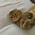sosyal kelebek LEO fotoğraf