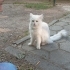 ACİL YUVA LÜTFEN CAN OLALIM fotoğraf