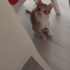 Acil yuva çok acil.. fotoğraf