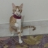 Acil yuva çok acil.. fotoğraf