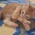 Dünyalar tatlısı zeki dişi yavrumuz.. fotoğraf