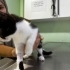 Bir Gözü Kör Diğeri Tam Görmüyor Yardıma Muhtaç Kedi fotoğraf