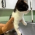 Bir Gözü Kör Diğeri Tam Görmüyor Yardıma Muhtaç Kedi fotoğraf