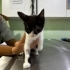 Bir Gözü Kör Diğeri Tam Görmüyor Yardıma Muhtaç Kedi fotoğraf