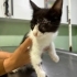 Bir Gözü Kör Diğeri Tam Görmüyor Yardıma Muhtaç Kedi fotoğraf