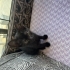Güzeller güzeli Siyah Oyuncu Sevecen Bebek Kedi fotoğraf
