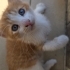 Bu meleğe yuva olur musunuz? fotoğraf