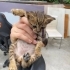 Bu miniğe sıcak bir yuva lazım🥹 🐾 fotoğraf