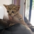 Bu miniğe sıcak bir yuva lazım🥹 🐾 fotoğraf