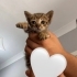 Bu miniğe sıcak bir yuva lazım🥹 🐾 fotoğraf