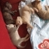 1 aylık yavru kediler fotoğraf