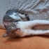 Cino 5 aydır odada yanlıź acil yuva fotoğraf